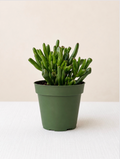 Crassula Ovata 'Gollum'