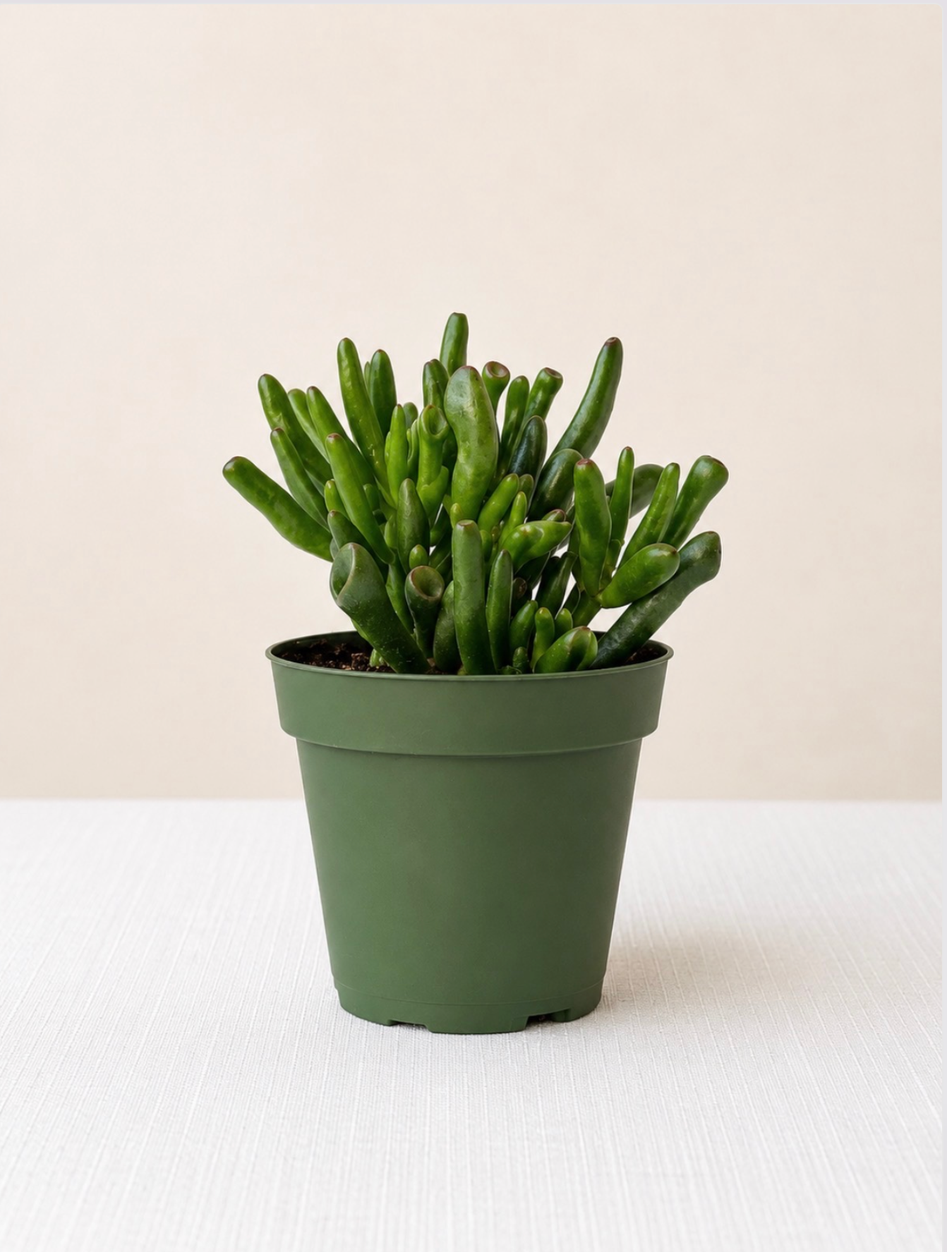 Crassula Ovata 'Gollum'