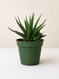 Haworthia