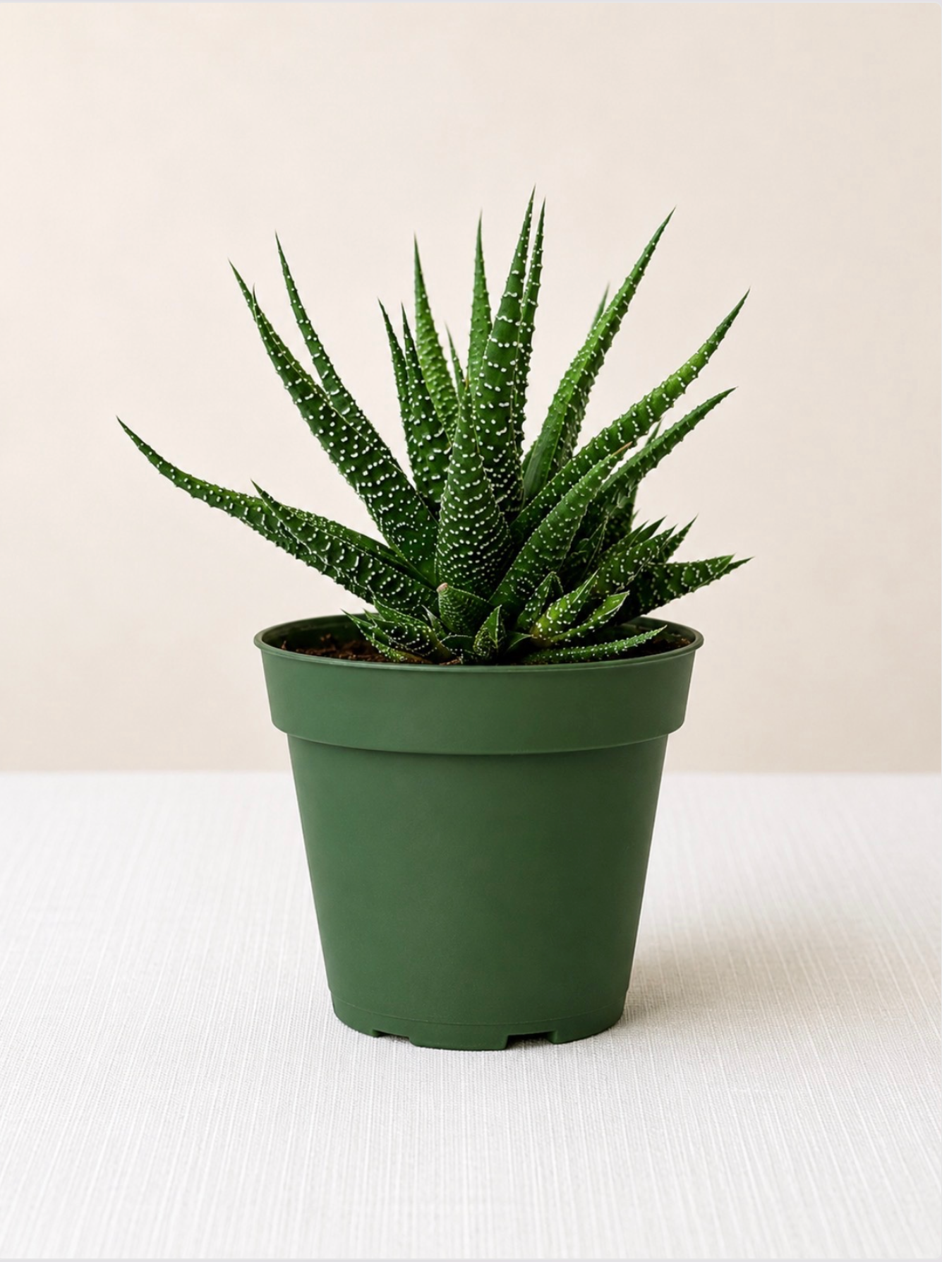 Haworthia
