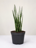 Sansevieria 'Snake Plant'