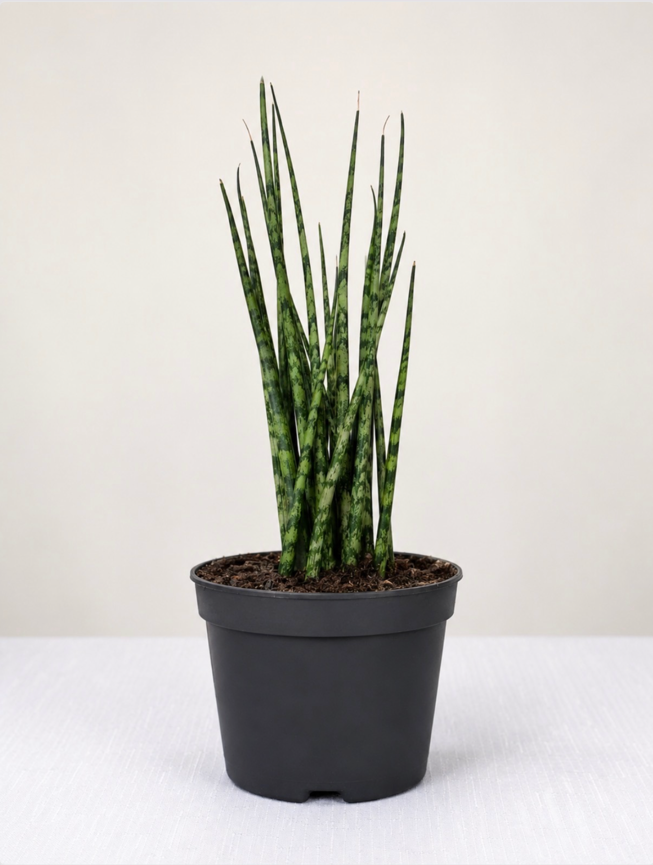 Sansevieria 'Snake Plant'