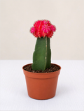 Moon Cactus