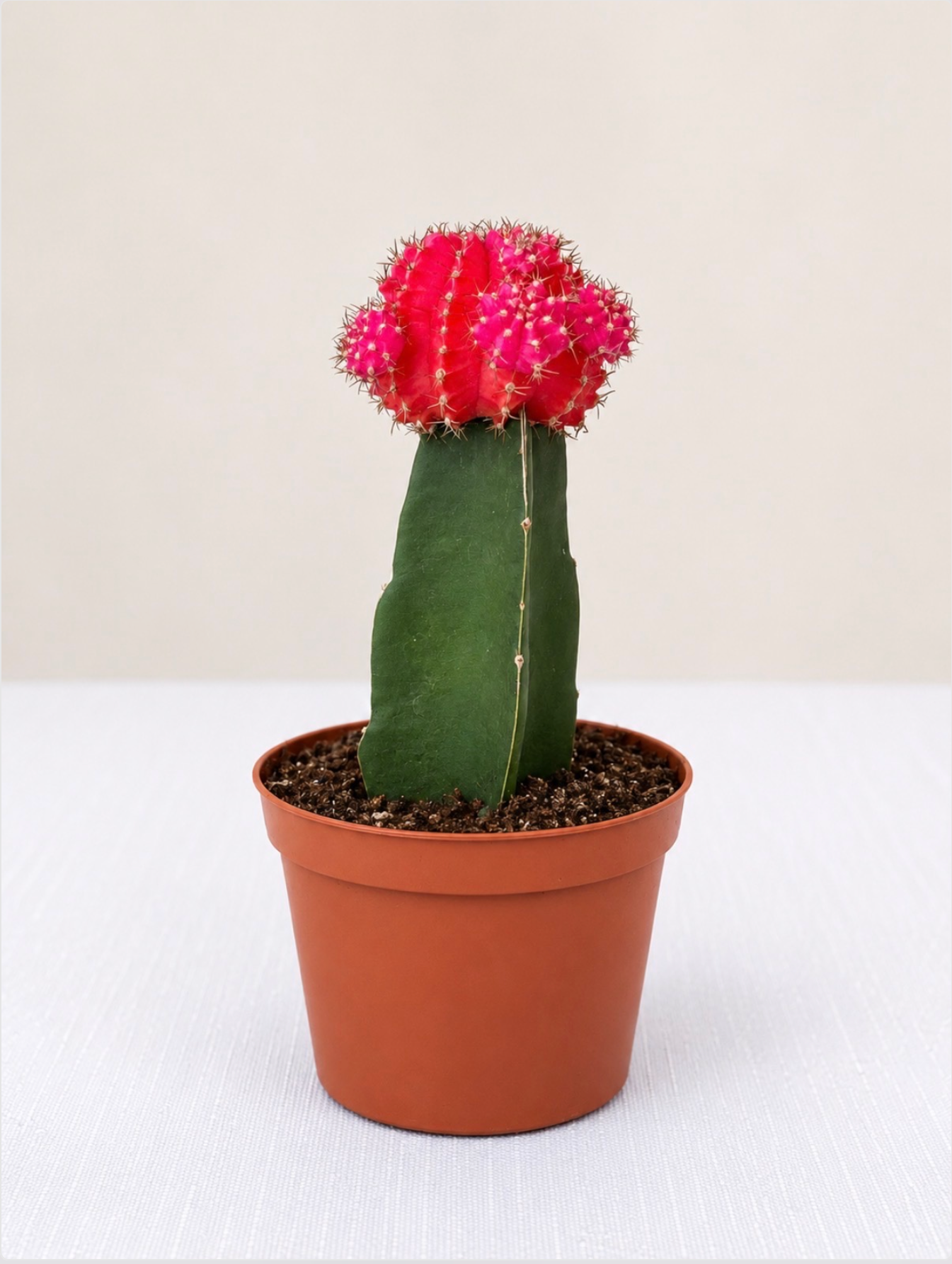 Moon Cactus