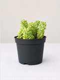 Burro Tail