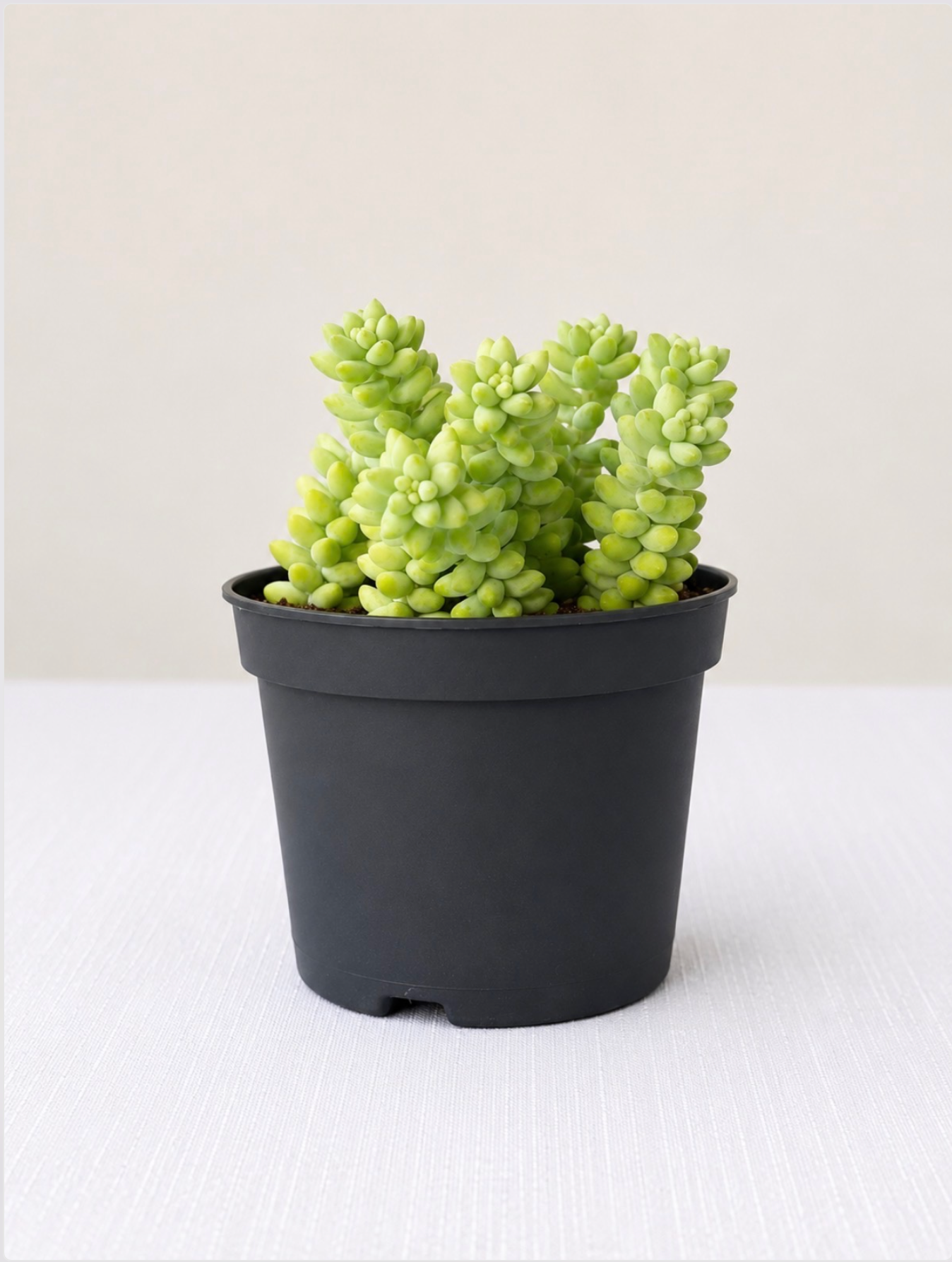 Burro Tail