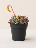 Echeveria