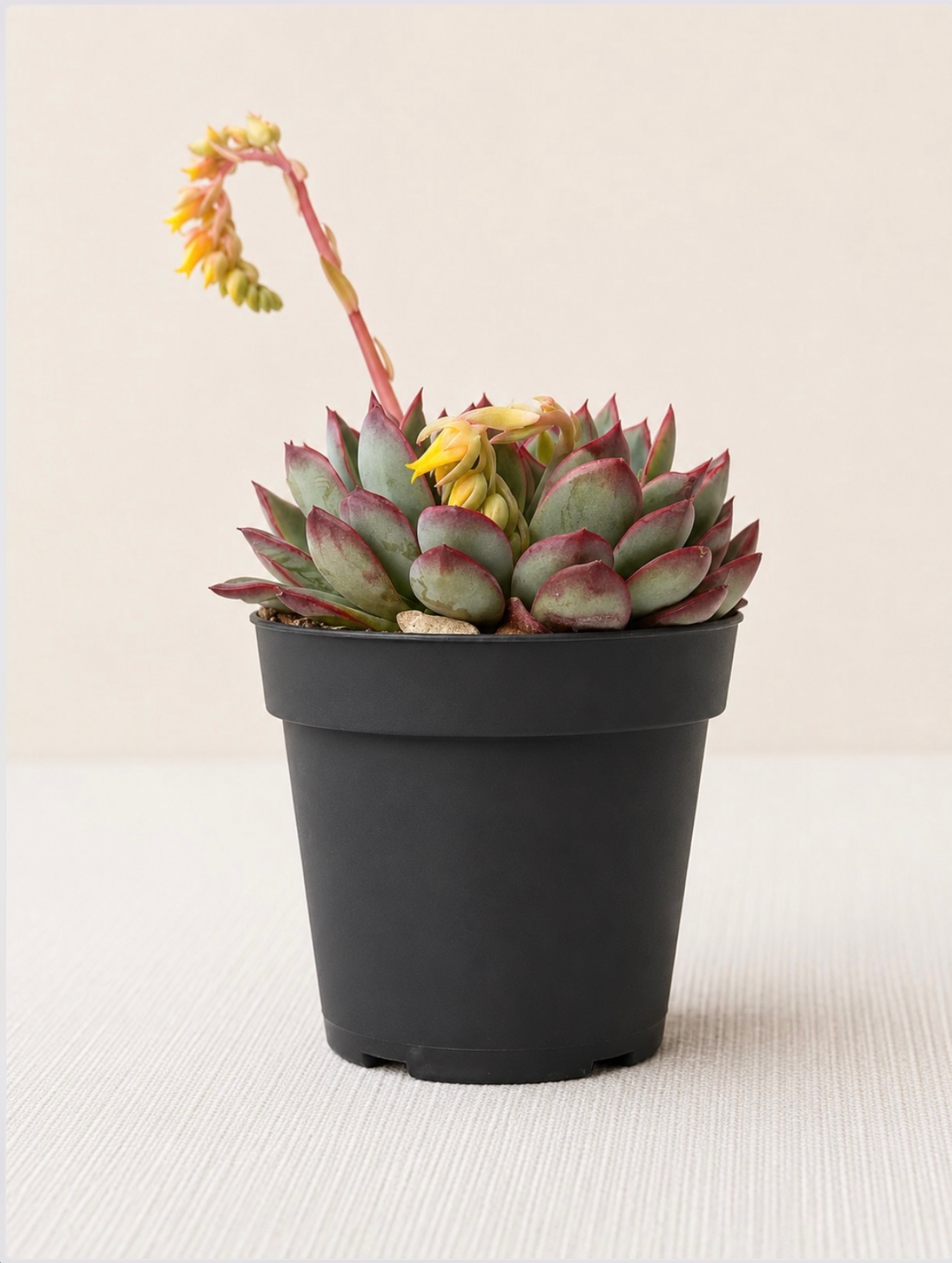 Echeveria
